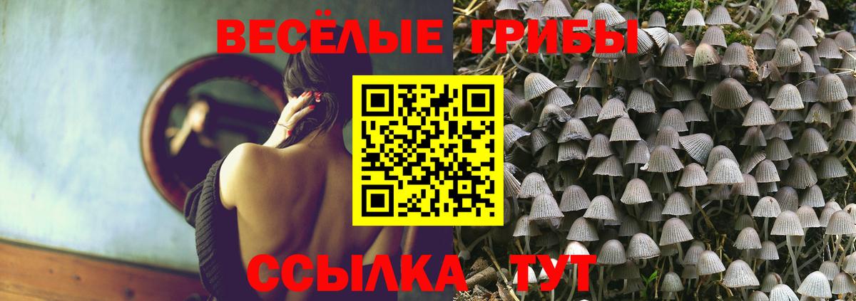 Псилоцибиновые грибы Psilocybe Красноармейск